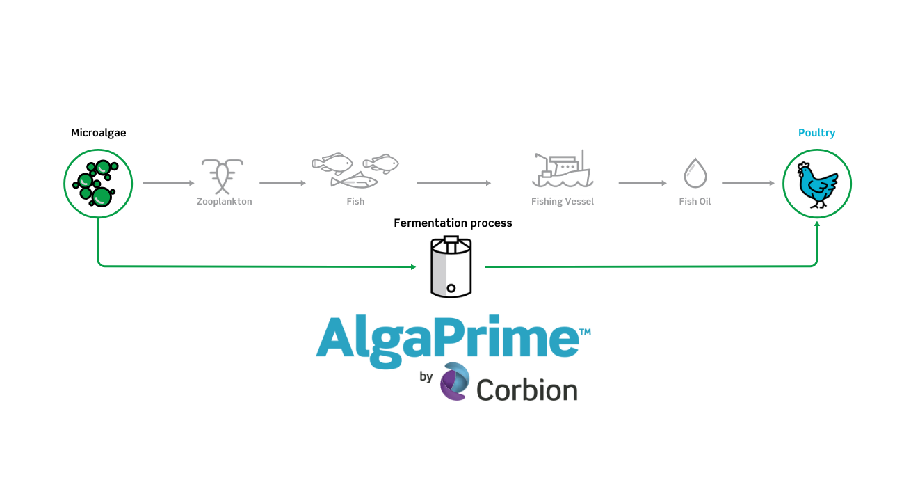 Pathway AlgaPrime for Poultry